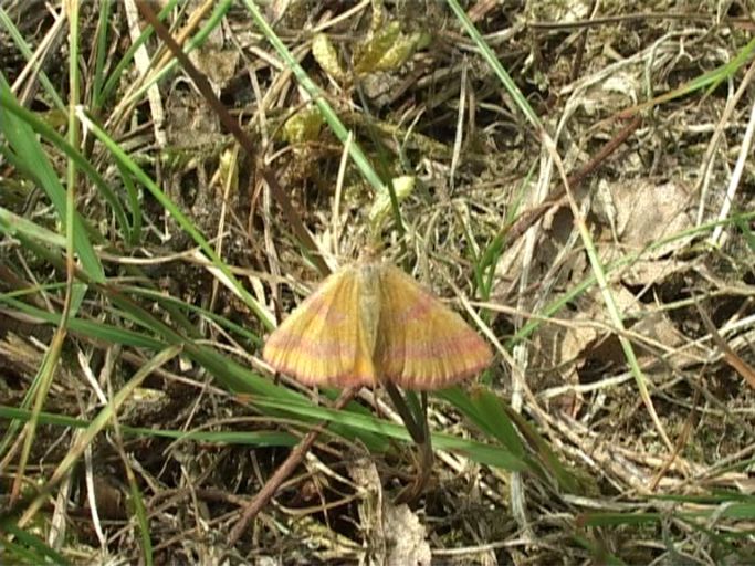 Ampfer-Purpurspanner ( Lythria cruentaria ) : Brüggen, Brachter Wald, 24.06.2006